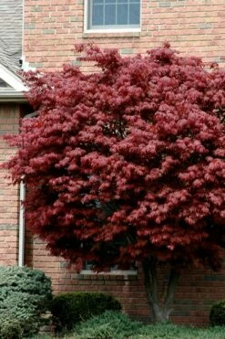 Bloodgood Red Leaf Japanese Maple - 5 Gallon Pot (2-3')