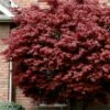 Bloodgood Red Leaf Japanese Maple - 7 Gallon Pot (4-5')