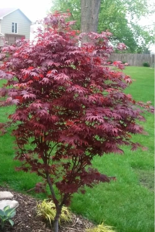 Fireglow Red Leaf Japanese Maple - 3 Gallon Pot - Image 5