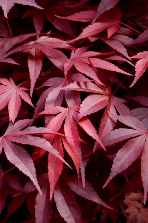 Fireglow Red Leaf Japanese Maple - 3 Gallon Pot