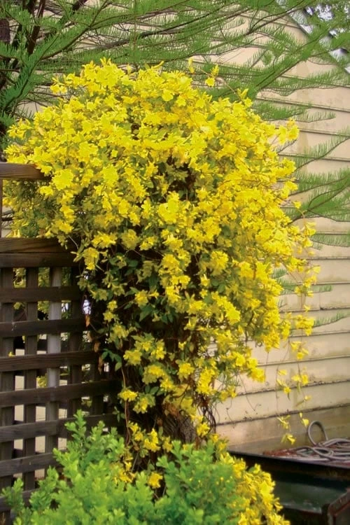 Carolina Yellow Jasmine - Jessamine (Gelsium Sempervirens) - 6 Pack Of 1 Gallon Pots - Image 4