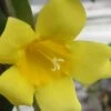 Carolina Yellow Jasmine (Jessamine) Gelsemium Sempervirens - 3 Gallon Pot