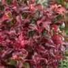 Twisting Red Leucothoe (Fetterbush) - 2 Gallon Pot