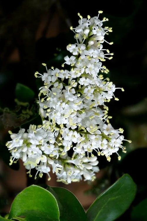 Waxleaf Ligustrum - 1 Gallon Pot - Image 6