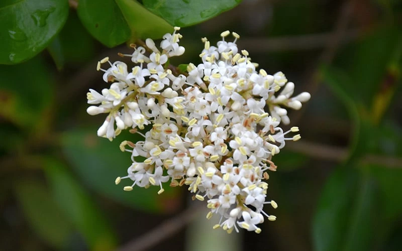 Waxleaf Ligustrum - 1 Gallon Pot - Image 11