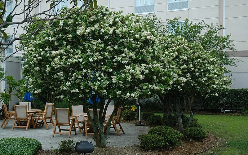 Waxleaf Ligustrum - 1 Gallon Pot - Image 7