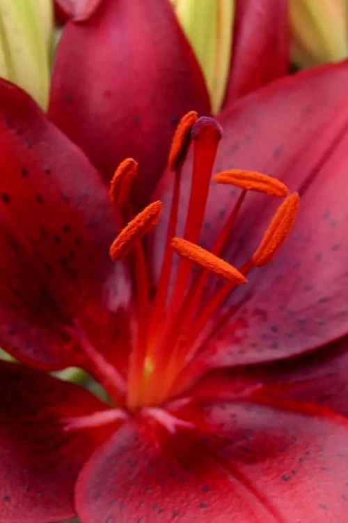 Tiny Comfort Asiatic Lily - 1 Gallon Pot - Image 6