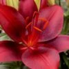 Tiny Comfort Asiatic Lily - 1 Gallon Pot