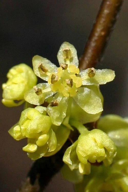 Spicebush (Lindera Benzoin) - 5 Gallon Pot - Image 12