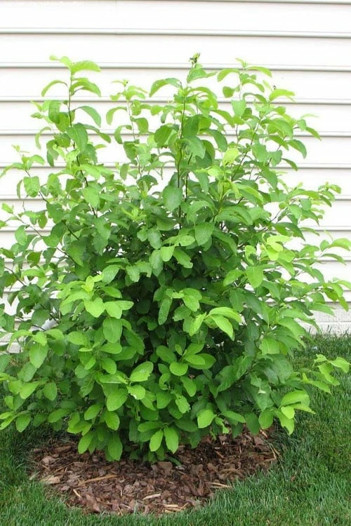 Spicebush (Lindera Benzoin) - 5 Gallon Pot - Image 10