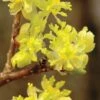Spicebush (Lindera Benzoin) - 5 Gallon Pot