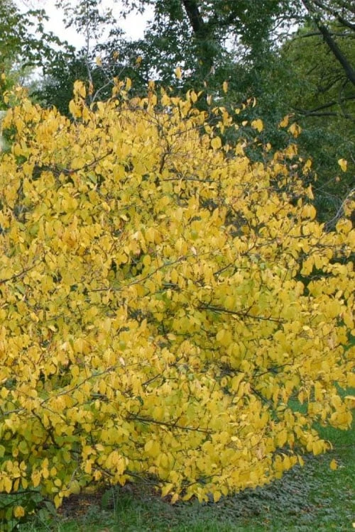 Spicebush (Lindera Benzoin) - 5 Gallon Pot - Image 6