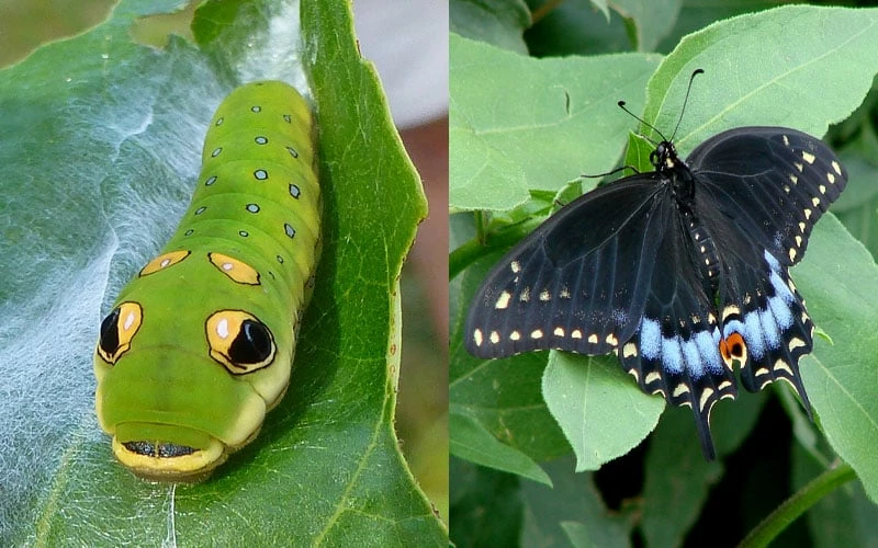 Spicebush (Lindera Benzoin) - 3 Gallon Pot - Image 5
