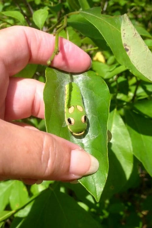 Spicebush (Lindera Benzoin) - 5 Gallon Pot - Image 9