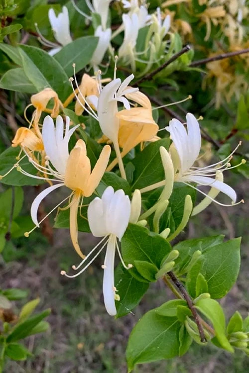 Hall's Hardy Honeysuckle Vine (Lonicera Japonica 'Halliana') - 2 Gallon Pot - Image 4