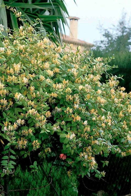 Hall's Hardy Honeysuckle Vine (Lonicera Japonica 'Halliana') - 3 Gallon Pot - Image 5