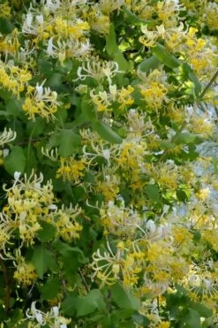 Hall's Hardy Honeysuckle Vine (Lonicera Japonica 'Halliana') - 3 Gallon Pot