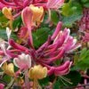 Serotina Fragrant Honeysuckle Vine - 1 Gallon Pot