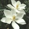 Alta Southern Magnolia - 7 Gallon Pot (4-5')