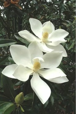 Alta Southern Magnolia - 5 Gallon Pot