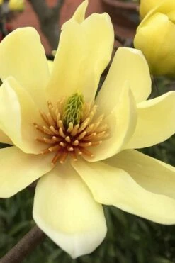 Butterflies Yellow Magnolia (Tulip Tree) - 7 Gallon Pot (6-7')