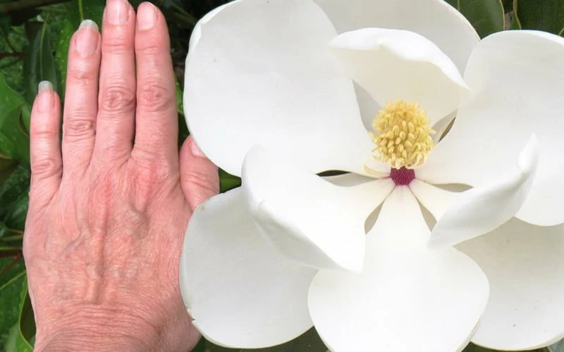 Edith Bogue Cold Hardy Evergreen Magnolia - 3 Gallon Pot (3-4') - Image 5