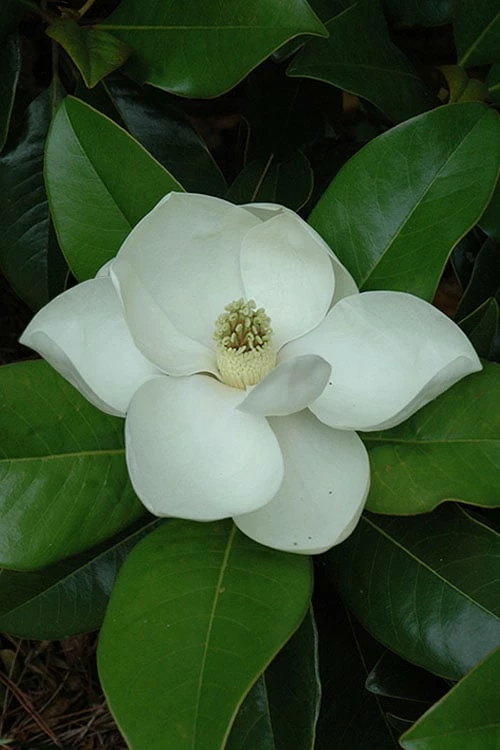 Edith Bogue Cold Hardy Evergreen Magnolia - 3 Gallon Pot (3-4') - Image 6