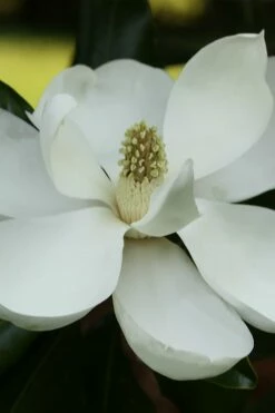 Edith Bogue Cold Hardy Evergreen Magnolia - 3 Gallon Pot (2-3')