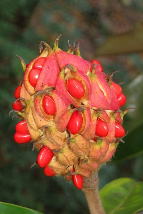 Edith Bogue Cold Hardy Evergreen Magnolia - 3 Gallon Pot (3-4') - Image 8