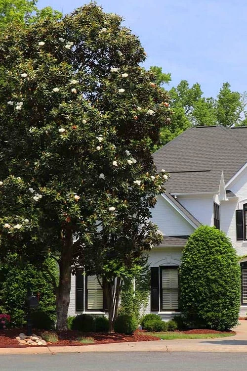 Southern Magnolia Tree (Single Trunk Tree Form) - 5 Gallon Pot - Image 5