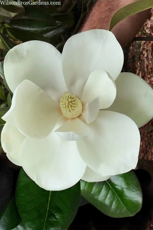 Southern Magnolia Tree (Single Trunk Tree Form) - 5 Gallon Pot - Image 4