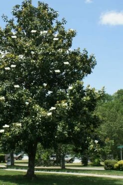 Southern Magnolia Tree (Single Trunk Tree Form) - 5 Gallon Pot