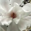 Dr. Merrill Magnolia Tree - 7 Gallon Pot (6-7')