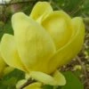 Lois Yellow Magnolia (Tulip Tree) - 7 Gallon Pot (5-6')