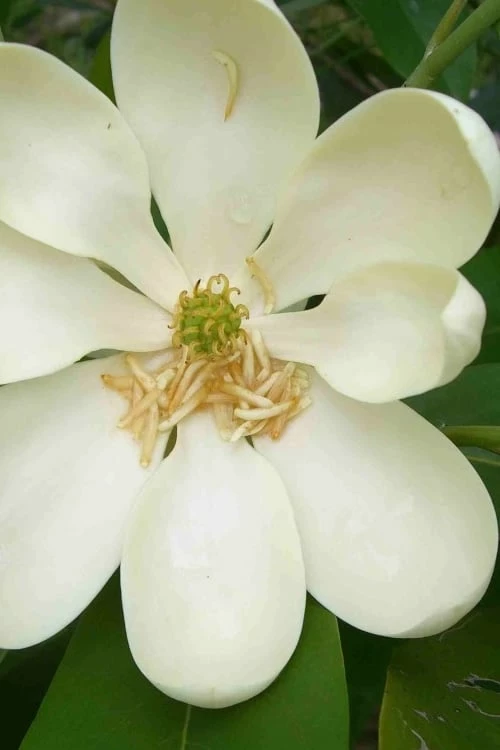 Moonglow Sweetbay Magnolia Tree (Magnolia Virginiana 'Jim Wilson') - 7 Gallon Pot (4-5') - Image 6