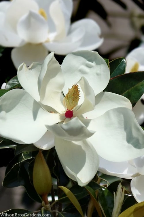 Victoria Cold Hardy Evergreen Magnolia - 7 Gallon Pot (5-6')
