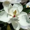 Victoria Cold Hardy Evergreen Magnolia - 3 Gallon Pot