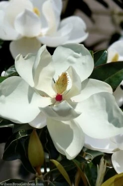 Victoria Cold Hardy Evergreen Magnolia - 3 Gallon Pot