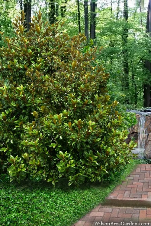 Victoria Cold Hardy Evergreen Magnolia - 7 Gallon Pot (5-6') - Image 5