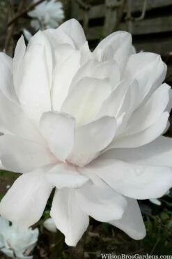 Wildcat Star Magnolia Tree - 1 Gallon Pot