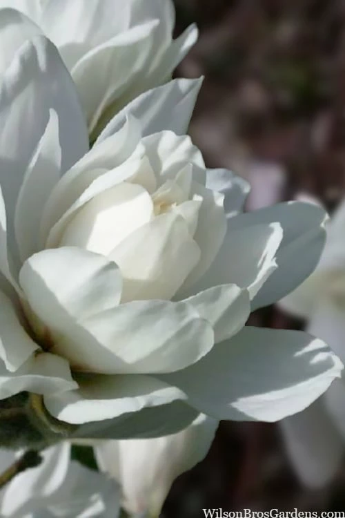 Wildcat Star Magnolia Tree - 3 Gallon Pot - Image 6