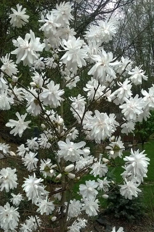 Wildcat Star Magnolia Tree - 3 Gallon Pot - Image 4