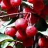 Southern Crabapple (Malus Angustifolia) - 3 Gallon Pot