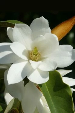 Fairy White Magnolia - 3 Gallon Pot