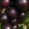 Jumbo Black Muscadine Grape Vine - 6 Pack Of 1 Gallon Pots