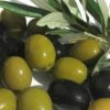 Arbequina Olive Tree - 7 Gallon Pot (5-6')