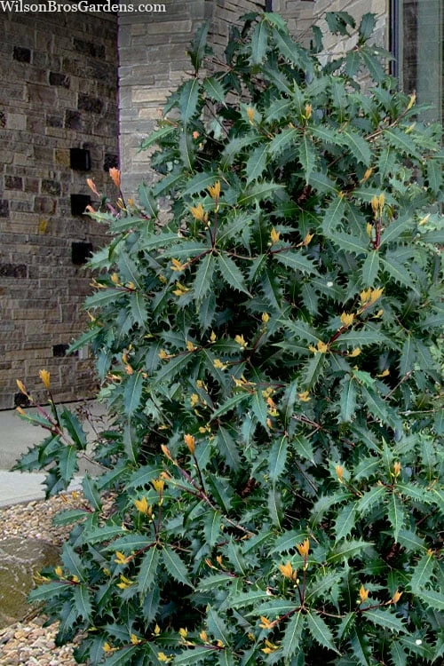 Jim Porter Sweet Toothed Tea Olive - 7 Gallon Pot (3-4') - Image 4