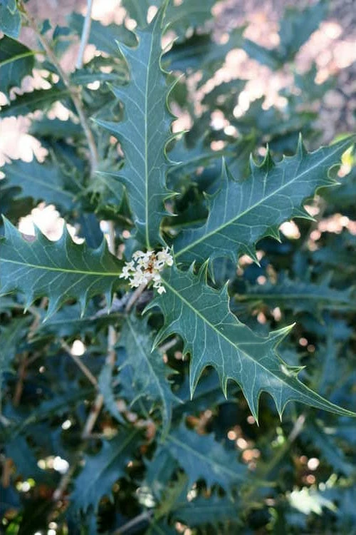 Jim Porter Sweet Toothed Tea Olive - 7 Gallon Pot (3-4') - Image 6