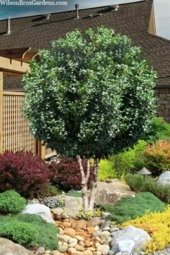 Fruitland's Fortune Tea Olive Double Trunk Tree Form - 7 Gallon Pot (4-5')