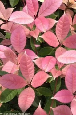 Noble Lady Tea Olive - 7 Gallon Pot (2-3')